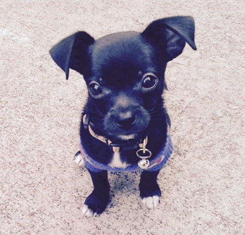 About CLTBeans – From the Heart (and the Nose) of a Dog Lover