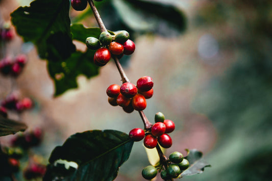 Welcome to CLT Beans: Discover the Beans Behind the Brew